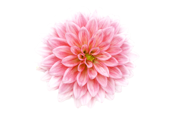 600x398 Free Stock Photos - Pink Flower Drawing