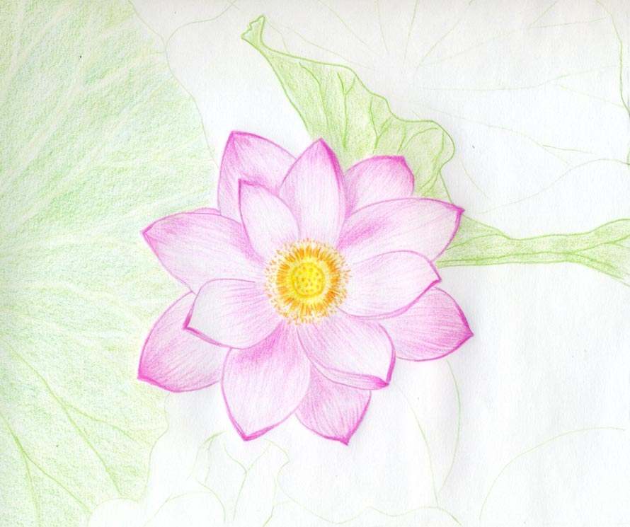 890x745 Lotus Flower Drawings Made Easy - Pink Flower Drawing