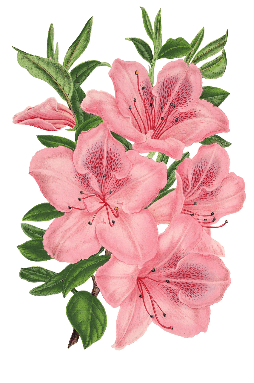 851x1280 pink bunch of flowers drawing transparent png - Pink Flower Drawing