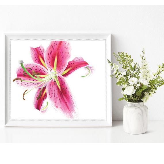 570x570 pink lily lily art lily decor flower gift flower drawing etsy - Pink Flower Drawing