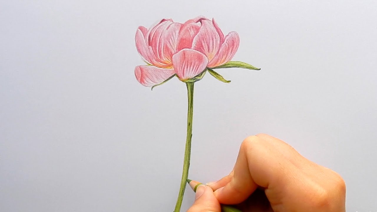 1280x720 timelapse drawing a pink peony roseflower with colored pencils - Pink Flower Drawing