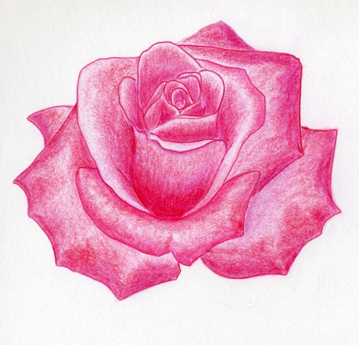 700x672 draw a rose quickly, simply and easily - Pink Flower Drawing