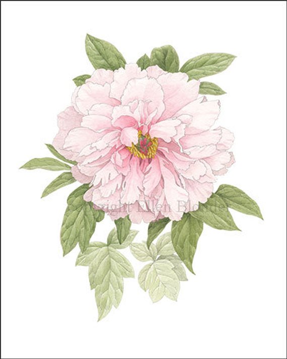 570x713 pale pink peony, small giclee print products pink - Pink Peony Drawing