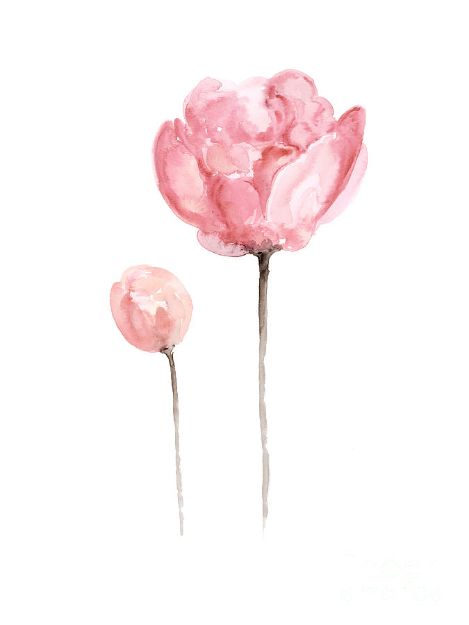 675x900 pink peonies watercolor painting painting - Pink Peony Drawing