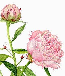 262x306 pink peony botanical prints peony illustration, peony painting - Pink Peony Drawing