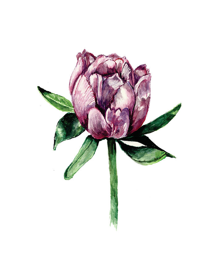 707x900 Pink Peony Drawing - Pink Peony Drawing