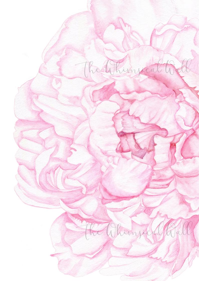 794x1123 Pink Peony Fine Art Print Painting Watercolour Drawing Sketch Etsy - Pink Peony Drawing