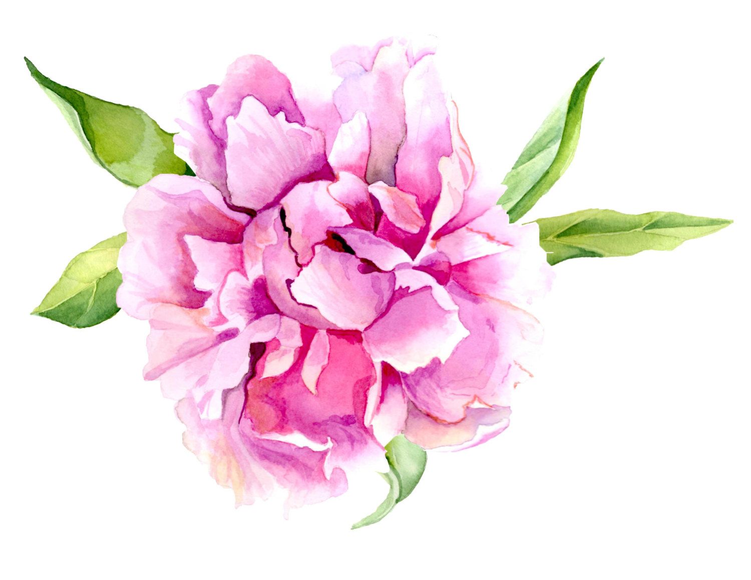 1500x1159 pink peony flower print of original watercolor painting - Pink Peony Drawing