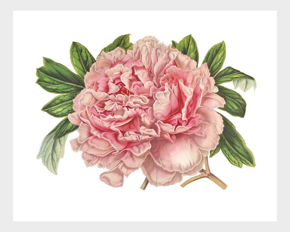 1016x813 pink peony vintage french botanical lithograph digital download - Pink Peony Drawing