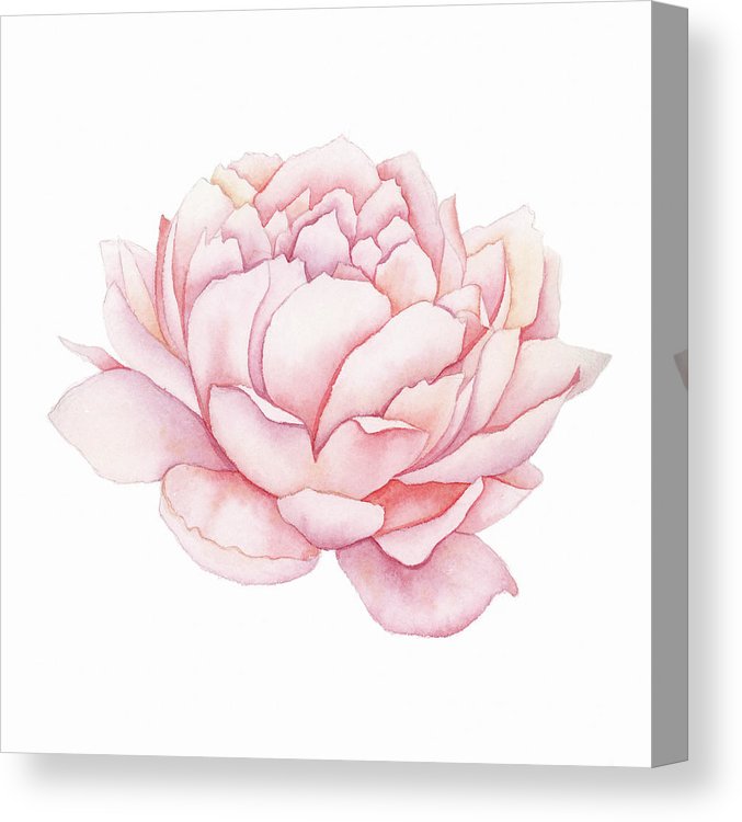 677x750 pink peony watercolor canvas print canvas art - Pink Peony Drawing