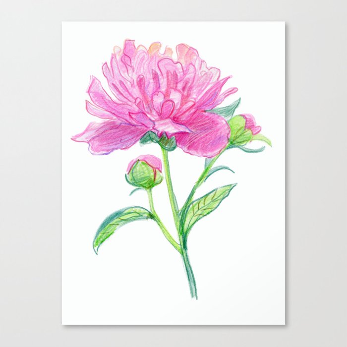 700x700 pink peony flower isolated on white watercolor drawing canvas - Pink Peony Drawing