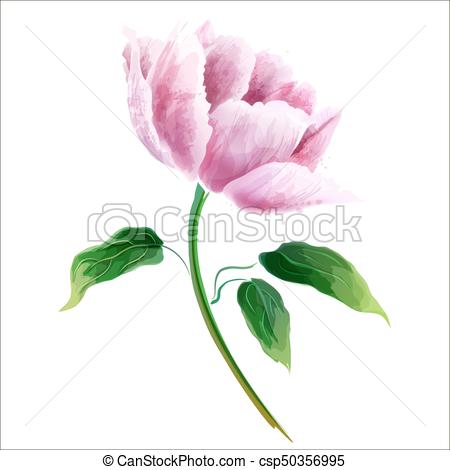 450x470 pink peony flower flowering branch isolated on white background - Pink Peony Drawing