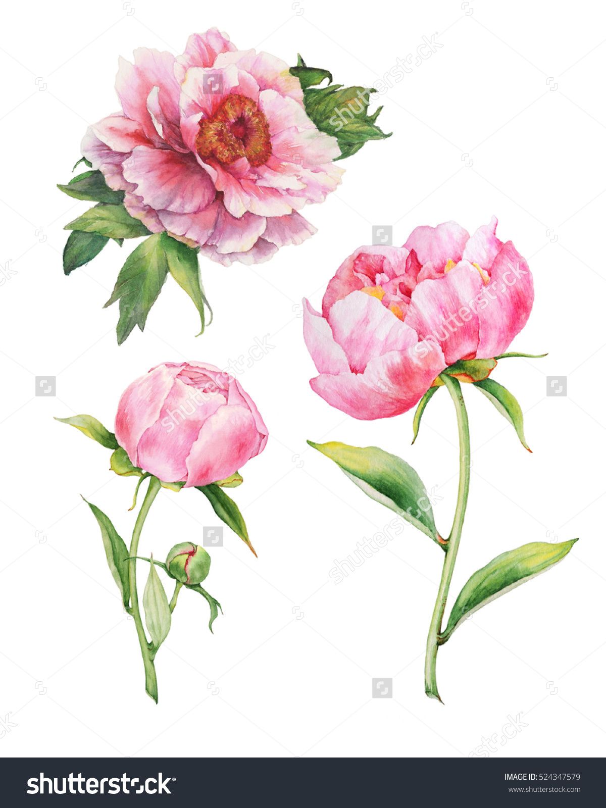 1200x1600 set of watercolor pink peonies bouquet tattoo watercolor - Pink Peony Drawing