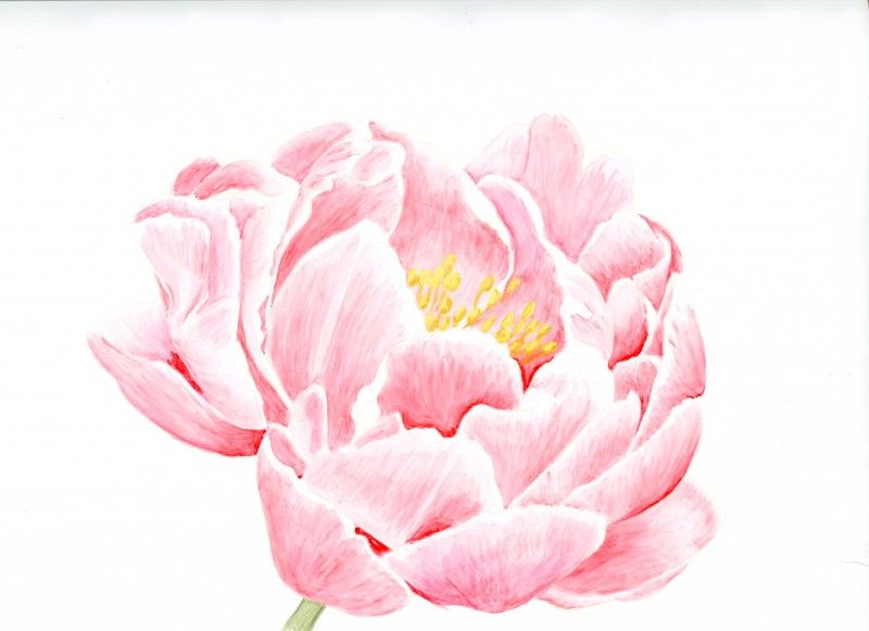 800x581 colour pencil technique botanicalartstalk peony peony - Pink Peony Drawing