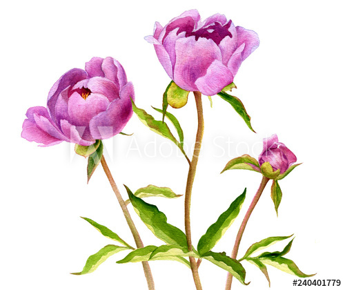 500x420 Watercolor Drawing Pink Peony Flowers - Pink Peony Drawing
