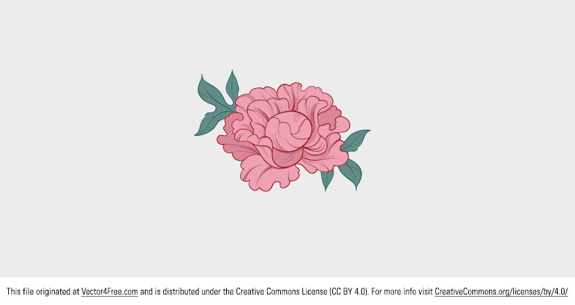 829x440 Huge Collection Of 'pink Peony Drawing' Download More Than - Pink Peony Drawing