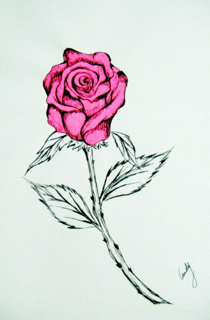 725x1102 Pink Rose Drawing Pic Drawing Skill - Pink Rose Drawing