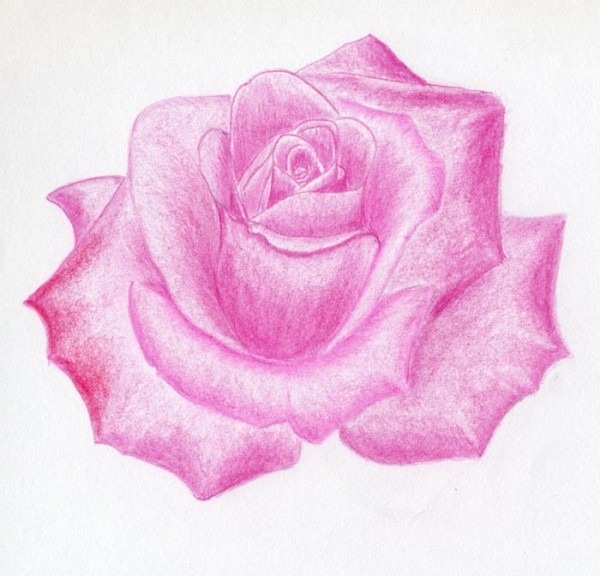 600x576 Pink Rose Drawing - Pink Rose Drawing