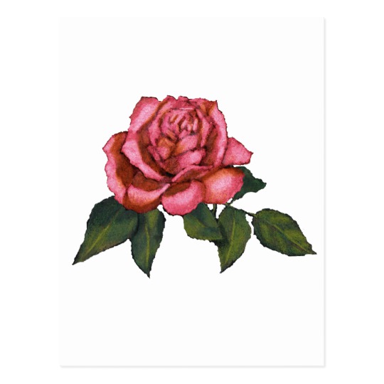 540x540 single pink rose colour pencil drawing art postcard zazzle ca - Pink Rose Drawing