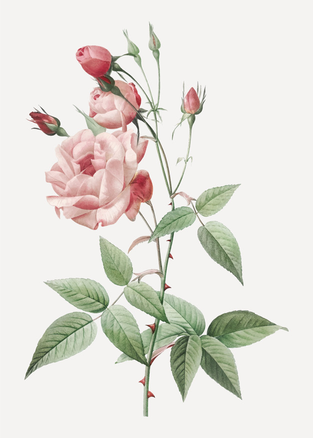 626x877 Vintage Pink Rose Drawing Vector Free Download - Pink Rose Drawing