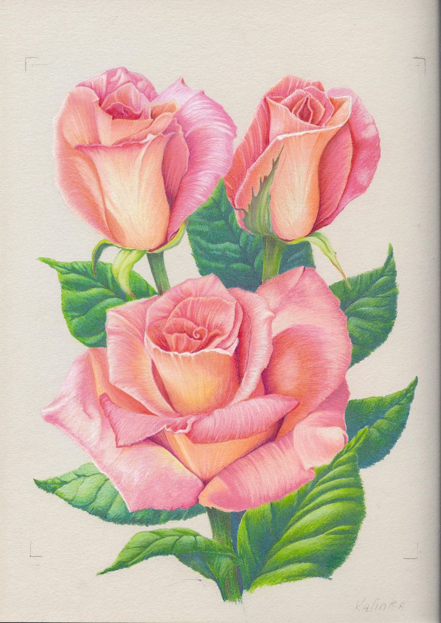 900x1271 Pink Roses - Pink Rose Drawing