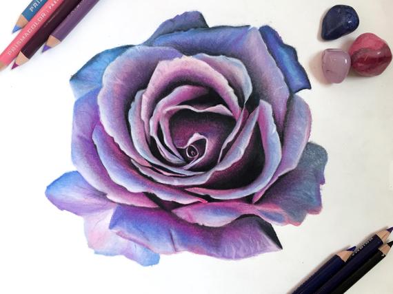 570x427 blue and pink rose drawing print wall art colorful flower etsy - Pink Rose Drawing