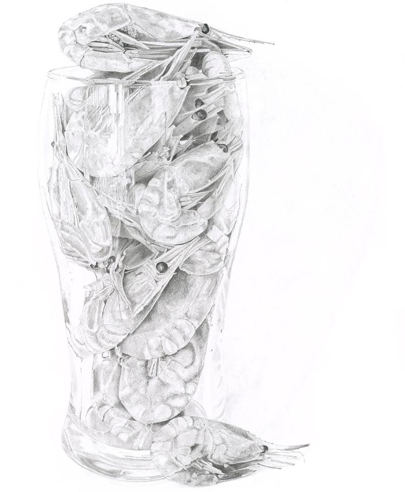 794x965 Pint Of Prawns Print Of An Original Pencil Drawing Coastal Etsy - Pint Drawing