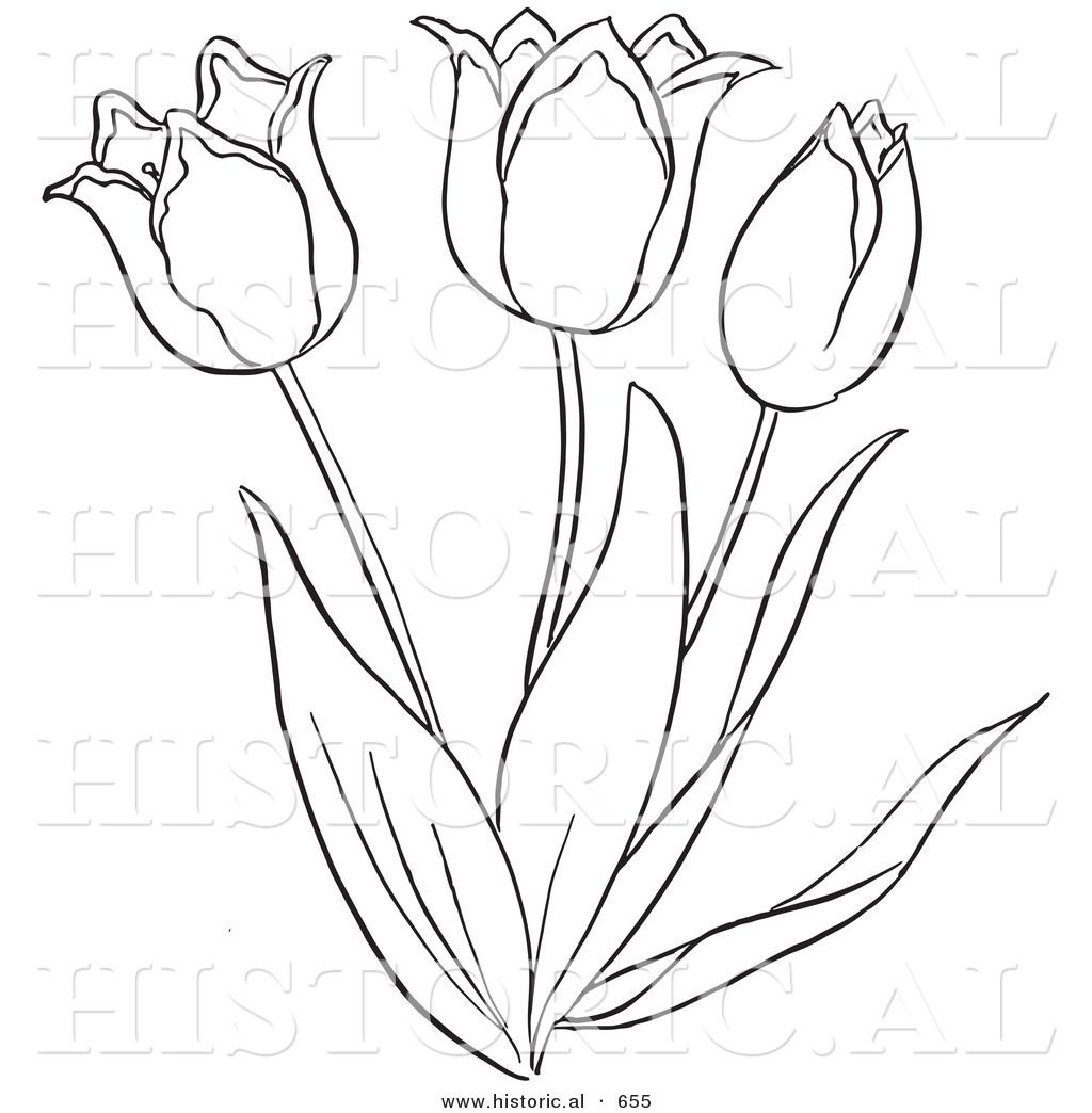 1024x1044 tulip flowers drawings tulip flower outline pretty together - Pinterest Flower Drawings