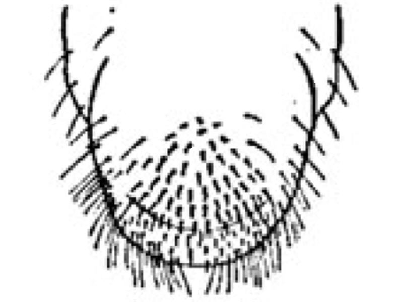 800x600 white grub corn dupont pioneer - Pioneer Drawing