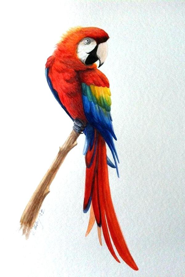 600x894 parrot color nature a free photo on parrot color nature tropical - Pirate Parrot Drawing