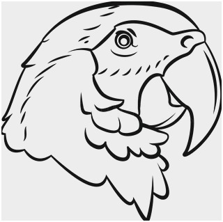 320x319 pirate parrot coloring pages cute parrots coloring sheet outline - Pirate Parrot Drawing