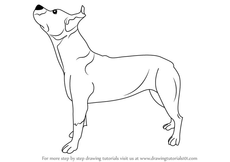 800x566 learn how to draw a pit bull dog - Pit Drawing