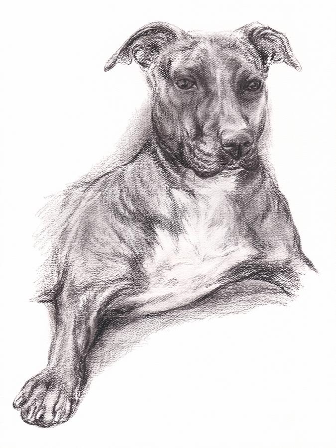675x900 pit bull portrait in charcoal drawing - Pit Drawing