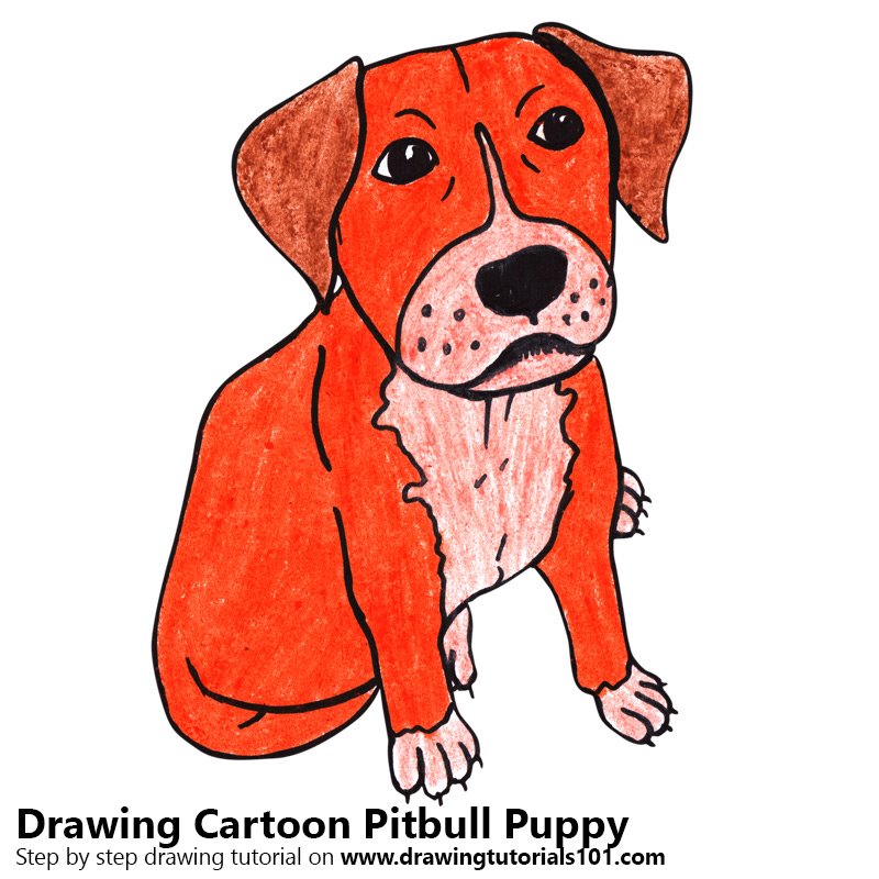 800x800 learn how to draw a cartoon pitbull puppy - Pitbull Cartoon Drawing