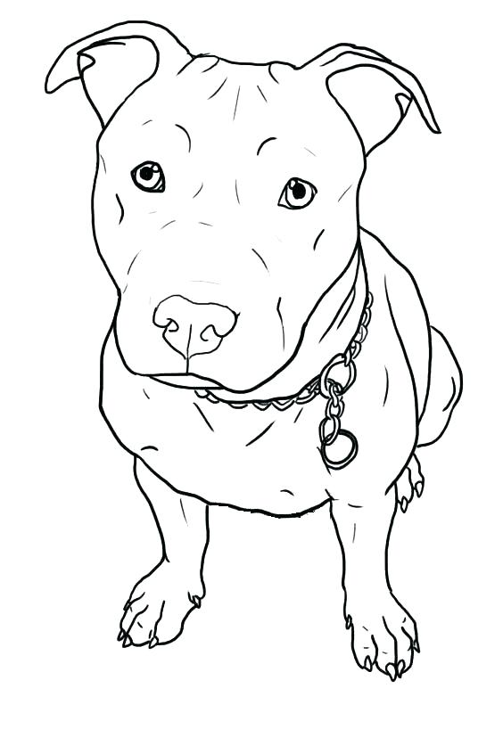 564x846 drawn pit bull cartoon - Pitbull Cartoon Drawing