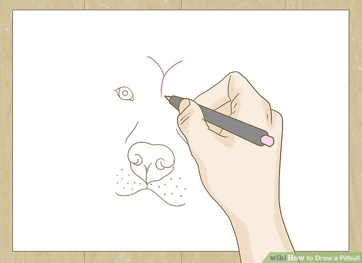 728x529 how to draw a pitbull - Pitbull Cartoon Drawing