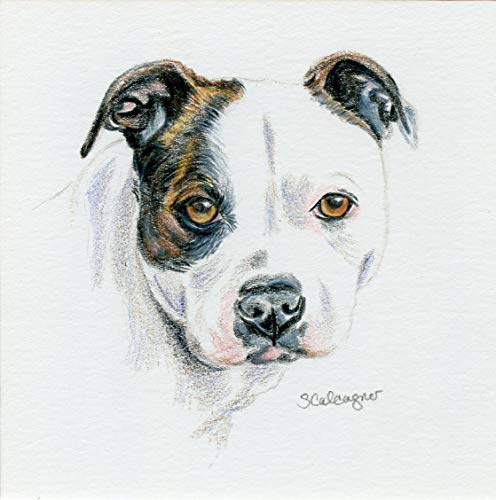 496x500 pitbull dog colored pencil drawing handmade - Pitbull Dog Drawing