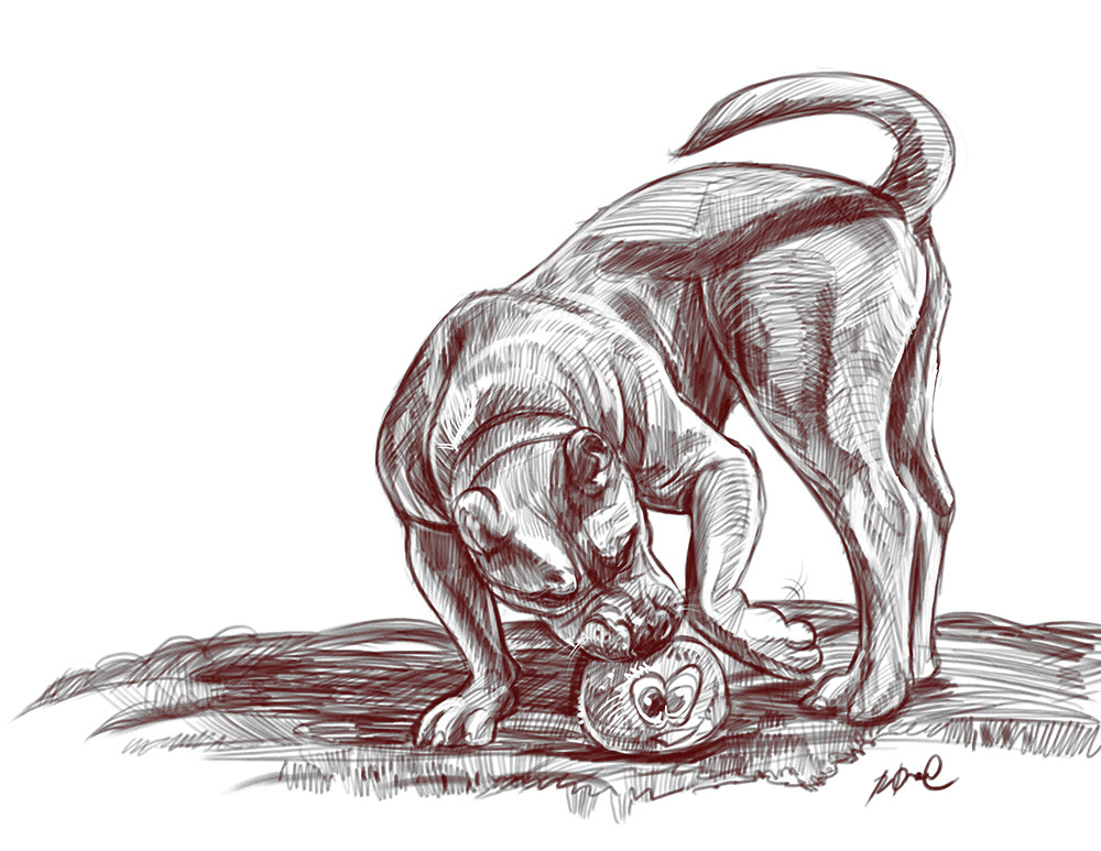 1000x773 artstation - Pitbull Dog Drawing