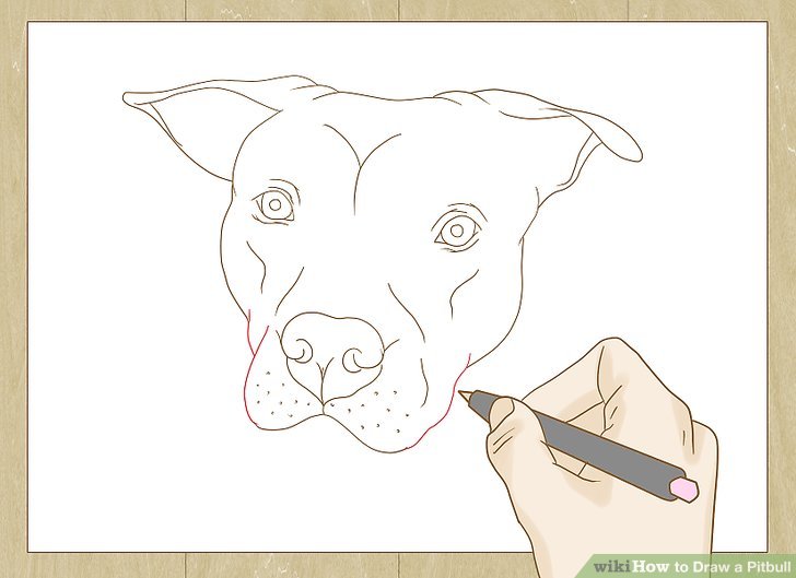 728x529 how to draw a pitbull - Pitbull Drawings