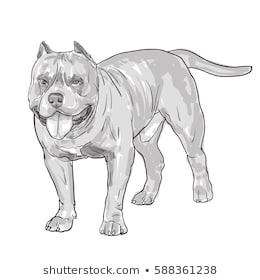 260x280 huge collection of 'pitbull drawing' download more than images - Pitbull Drawings