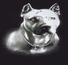 261x248 pitbull drawings - Pitbull Drawings