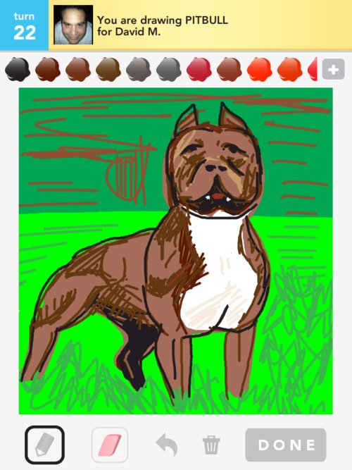 500x667 pitbull drawings - Pitbull Drawings