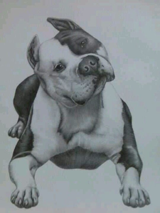 225x300 pitbull drawings images free images - Pitbull Drawings