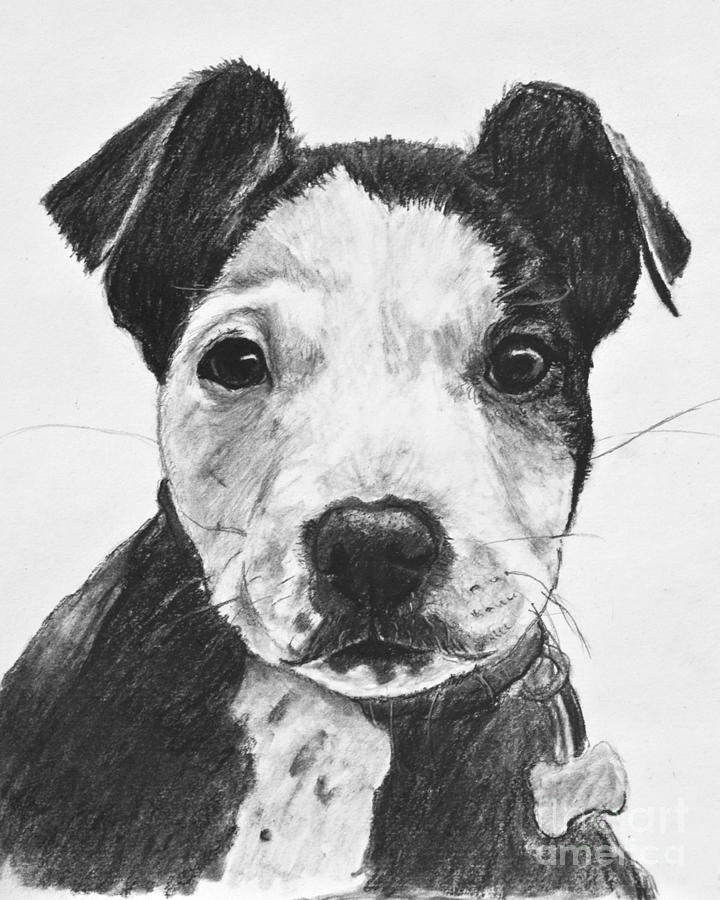 720x900 pitbull puppy black and white drawing - Pitbull Drawings