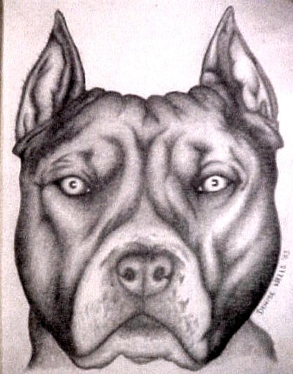 600x767 pitbull illustration - Pitbull Drawings
