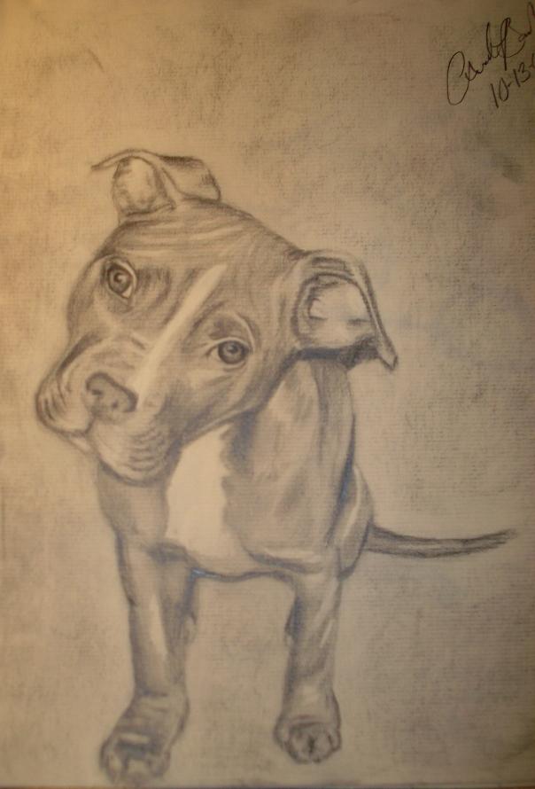 604x890 Some Drawings I Did - Pitbull Drawings