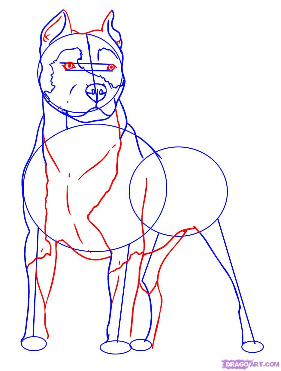 936x1236 How To Draw A Pitbull, Step - Pitbull Drawings Step By Step