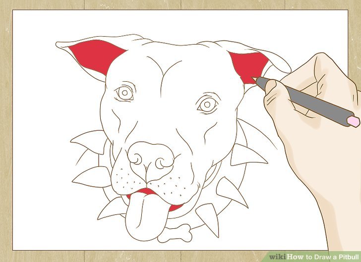728x529 How To Draw A Pitbull - Pitbull Drawings Step By Step