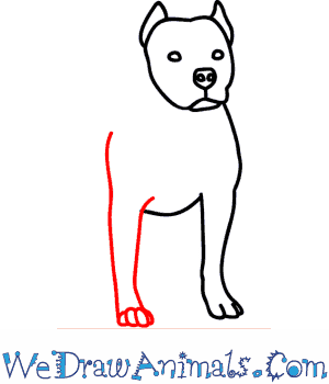 300x350 How To Draw A Pitbull Dog - Pitbull Drawings Step By Step