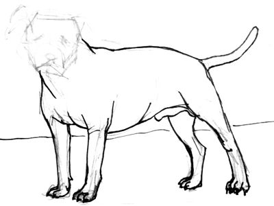 400x300 how to draw a pit bull step - Pitbull Drawings Step By Step